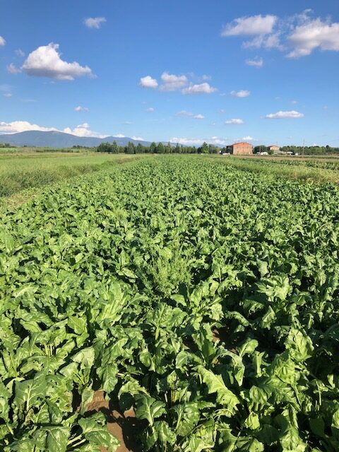 Carradori-campo-di-spinaci